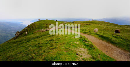 Pecore sul vertice di Heron Pike Foto Stock