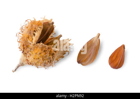 Beechnuts europea su sfondo bianco, chiamato anche il montante. Bavatura e cupule con semi, dado e un dado sgusciate di faggio europeo. Foto Stock