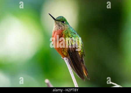 Un Rufous-breasted eremita (Glaucis hirsutus) appollaiato su un ramo. Ecuador, Sud America. Foto Stock