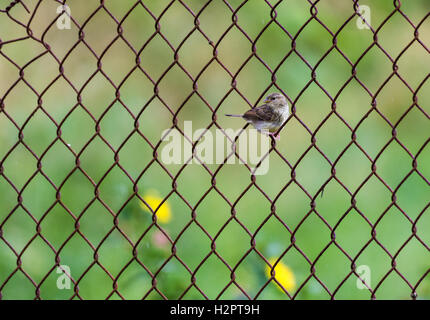 Un giallo-browed Sparrow (Ammodramus aurifrons) arroccato su una recinzione cablata. Ecuador, Sud America. Foto Stock