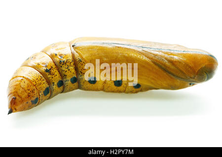 Oleandro Hawk-moth pupa Foto Stock