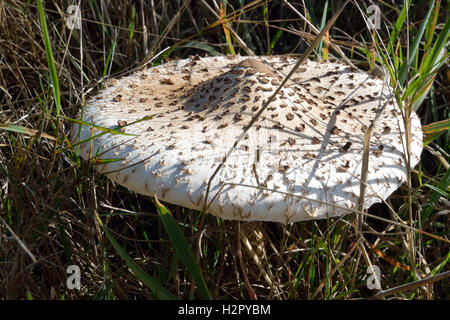 Parasol Mushroom esce a fine estate su Mousehold Heath, Norwich, Regno Unito Foto Stock