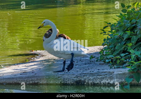 Cigno in azienda da due duck, in piedi nella piccola isola del lago, Sofia, Bulgaria Foto Stock