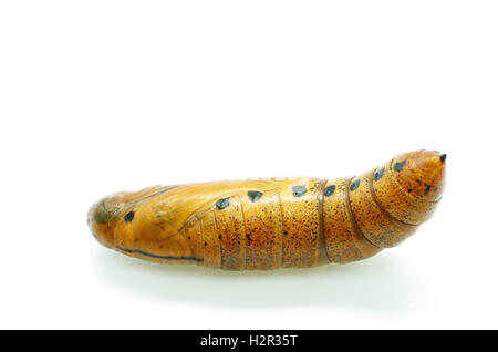 Oleandro Hawk-moth pupa Foto Stock