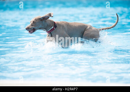 Cane, Weimaraner, in esecuzione in piscina, acqua azzurra Foto Stock