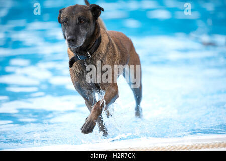 Cane pastore belga Malinois che esce da una piscina di acqua blu Foto Stock