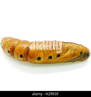 Oleandro Hawk-moth pupa Foto Stock