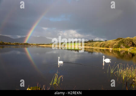 Lago Shanaghan, Ardara, County Donegal, Irlanda meteo. Il 1 di ottobre 2016. Un arcobaleno è riflessa nel lago come cigni glide da in una giornata di sole e acquazzoni sulla costa ovest. Credito: Richard Wayman/Alamy Live News Foto Stock