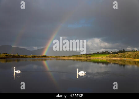 Lago Shanaghan, Ardara, County Donegal, Irlanda meteo. Il 1 di ottobre 2016. Un arcobaleno è riflessa nel lago come cigni glide da in una giornata di sole e acquazzoni sulla costa ovest. Credito: Richard Wayman/Alamy Live News Foto Stock