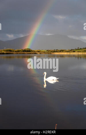 Lago Shanaghan, Ardara, County Donegal, Irlanda meteo. Il 1 di ottobre 2016. Un arcobaleno è riflessa nel lago come cigni glide da in una giornata di sole e acquazzoni sulla costa ovest. Credito: Richard Wayman/Alamy Live News Foto Stock