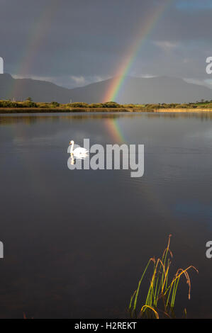 Lago Shanaghan, Ardara, County Donegal, Irlanda meteo. Il 1 di ottobre 2016. Un arcobaleno è riflessa nel lago come cigni glide da in una giornata di sole e acquazzoni sulla costa ovest. Credito: Richard Wayman/Alamy Live News Foto Stock