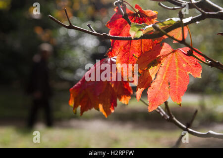 Wimbledon Londra,UK. 2° ottobre 2016. foglie retroilluminato contro il sole autunnale su Wimbledon Common come i colori dell'autunno cominciano ad apparire Credito: amer ghazzal/Alamy Live News Foto Stock