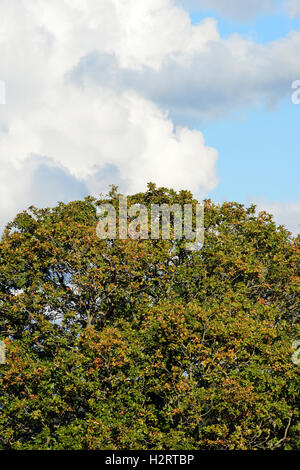 Aberystwyth, Wales, Regno Unito. 02oct, 2016. Regno Unito - Previsioni del tempo - come ottobre anticipi, le foglie nella corona di questo albero di quercia vicino a Aberystwyth, Wales, Regno Unito iniziano a cambiare colore come il pomeriggio di sole splende - John Gilbey/Alamy live news - 2-ott-2016 Credito: John Gilbey/Alamy Live News Foto Stock