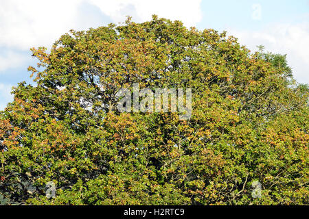 Aberystwyth, Wales, Regno Unito. 02oct, 2016. Regno Unito - Previsioni del tempo - come ottobre anticipi, le foglie nella corona di questo albero di quercia vicino a Aberystwyth, Wales, Regno Unito iniziano a cambiare colore come il pomeriggio di sole splende - John Gilbey/Alamy live news - 2-ott-2016 Credito: John Gilbey/Alamy Live News Foto Stock