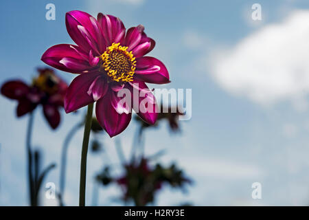 Rosa scuro stand dahlia tall al sole con un cielo blu e puffy nuvola bianca Foto Stock