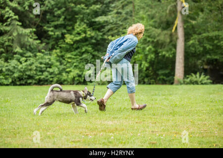 Dashiell, a tre mesi di vecchi Alaskan Malamute cucciolo in esecuzione con il suo proprietario ad un parco locale in Issaquah, Washington, Stati Uniti d'America Foto Stock