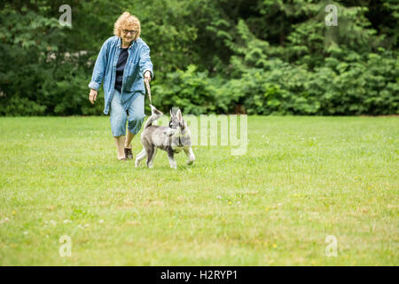 Dashiell, a tre mesi di vecchi Alaskan Malamute cucciolo tirando sul suo guinzaglio durante una passeggiata in un parco locale in Issaquah, Washington, Foto Stock