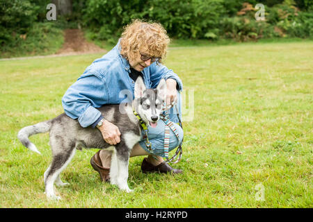 Dashiell, a tre mesi di vecchi Alaskan Malamute cucciolo essendo lodato da e ottenere affetto dal suo proprietario in Issaquah, Washington Foto Stock