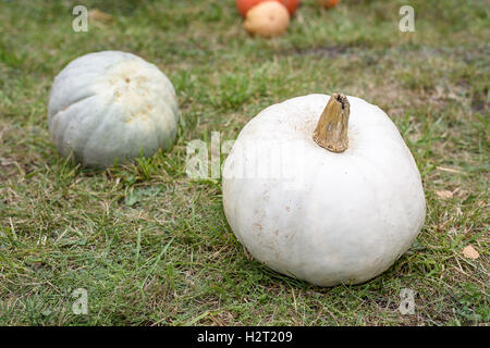 Grande zucca bianco su verde erba in Moldavia Foto Stock