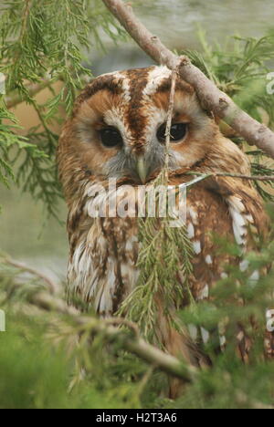 Tawny OWL (Strix aluco) al British Wildlife Centre di Surrey, Regno Unito Foto Stock