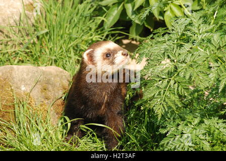 Polecat femminile o polecat europeo (Mustela putorius) presso il British Wildlife Centre di Surrey, Regno Unito Foto Stock