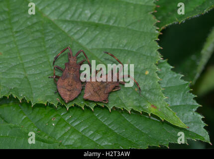 Due dock bugs (Coreus marginatus) su Rovo foglie nel Surrey, Inghilterra Foto Stock