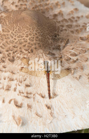 Common darter dragonfly (Sympetrum striolatum) su parasol toadstool (Macrolepiota procera) nel Surrey, Inghilterra Foto Stock