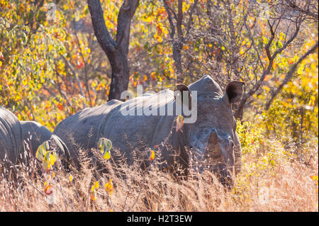 Rinoceronte bianco Ceratotherium simum frantumazione di Matobo Foto Stock