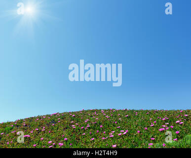 Sole Blu cielo e fioritura estiva hill Carpobrotus con fiori di colore rosa. Buono per una cartolina o una vacanza wacation sfondo. Foto Stock