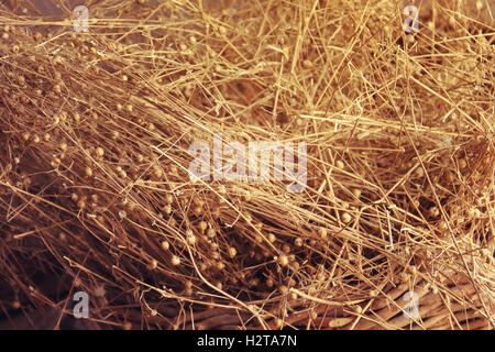 Pianta di lino secco fino in prossimità dello sfondo della foto. Vintage e stile retrò foto di lino. Foto Stock