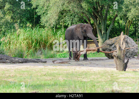 Elefante al Regno degli Animali di Disney che trasportano piccolo albero Foto Stock