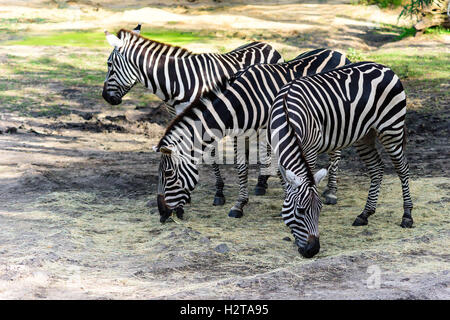 Tre zebre al Regno degli Animali di Disney Foto Stock