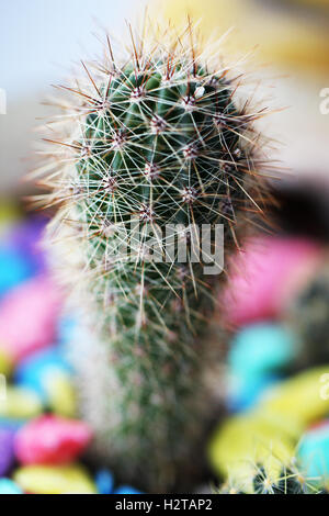 Cactus pianta verde vicino fino foto macro Foto Stock