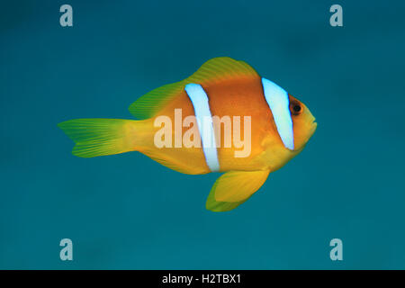 Mar Rosso (anemonefish Amphiprion bicinctus) sott'acqua in tropicali del mare rosso Foto Stock