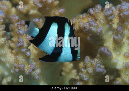 Humbug Castagnole (Dascyllus aruanus) sott'acqua in tropicali del mar Rosso (Ägypten) Foto Stock