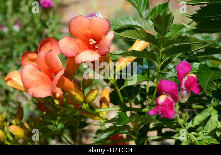 Campsis - tromba vite - e antirrhinum - bocca di leone - fiori tra la lussureggiante fogliame verde. Foto Stock
