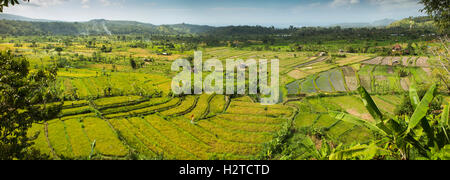 Indonesia, Bali, Tirta Gangga, vista panoramica di pittoreschi campi di riso terrazzati avvicinando il raccolto Foto Stock