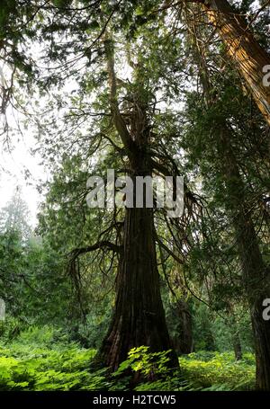 Cedro antico della foresta nel nord del Canada Foto Stock