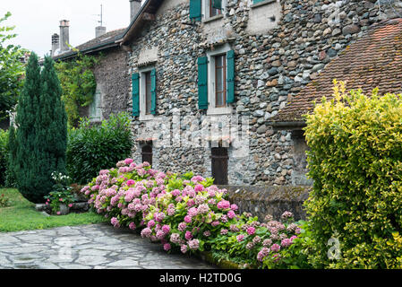 Casa naturale parete di roccia con windows ed ortensie, medievale villaggio storico di Yvoire, Alta Savoia, Francia Foto Stock