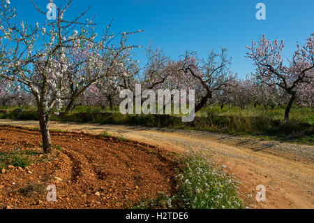 Via attraverso il frutteto di mandorla con fiore Alcocebre, Castellon, Spagna, Europa Foto Stock