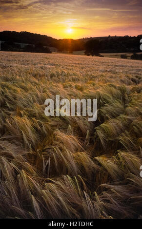 Campo di grano Weingarten Baden-Württemberg, Germania Foto Stock