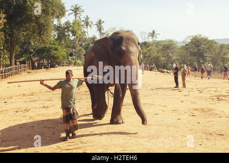 Pinnawala, Sri Lanka, 21 ottobre 2011: elephant con l uomo nel vivaio. Foto Stock