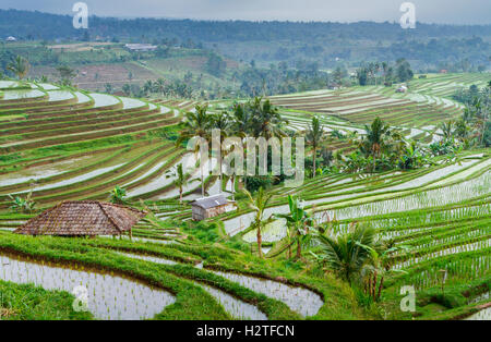 Jatiluwih terrazze di riso. Bali. Indonesia asia. Foto Stock