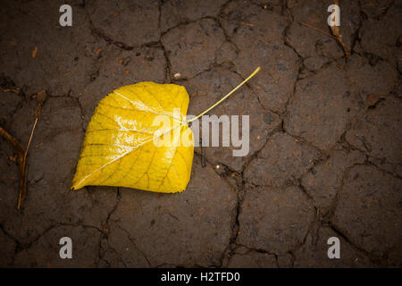 Singola foglia gialla sul terreno Foto Stock