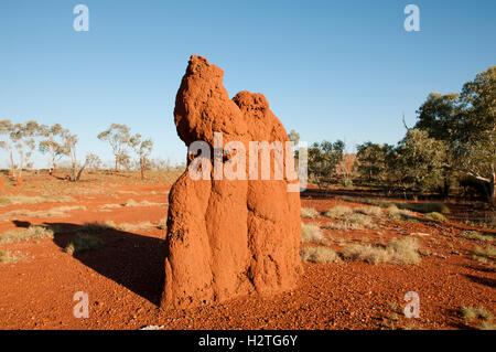 Termite Mound - Australia Foto Stock