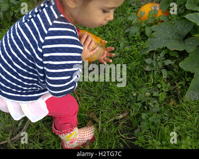 Bambino Raccolta zucche presso la fattoria di zucca. Foto Stock