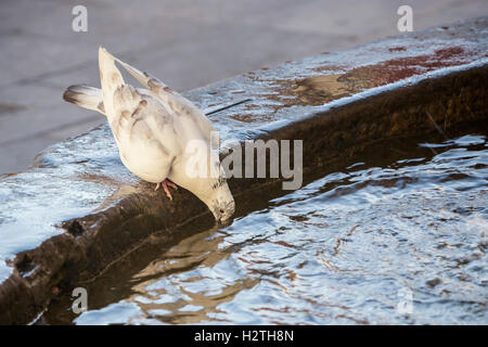 Colomba Bianca acqua potabile in una fontana Foto Stock