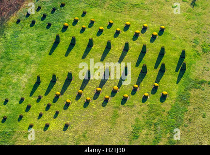 Foto aerea, giardino della Manor House Marihn con alberi sfoltiti, il primo giardino di rose, Marihn, Müritz Lake District, Foto Stock