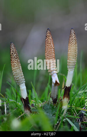 Coni di spore di grande equiseto Foto Stock