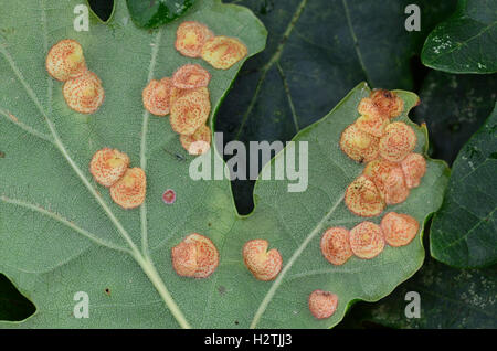 Spangle comune galli della cynipid wasp neuroterus quercusbaccarum sul lato inferiore di farnia leaf Foto Stock